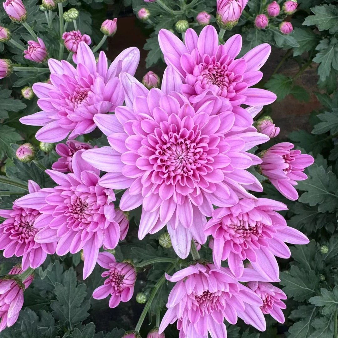 组合专拍—带花苞发货菊盆栽四季开花耐寒耐热阳台好养护花卉