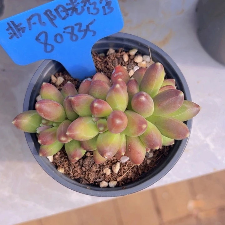 健健康康平平安安