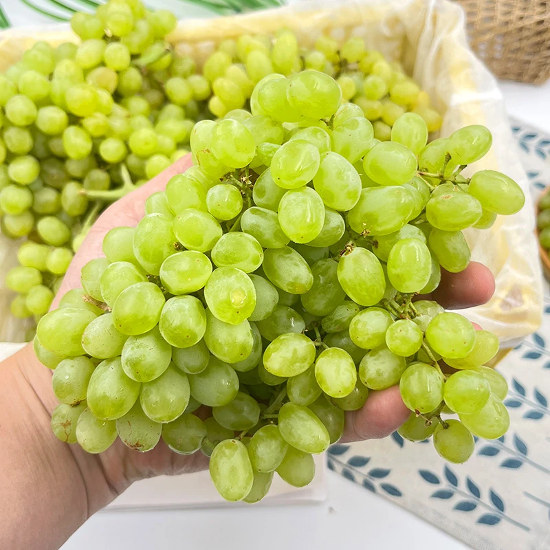 精品一级果新疆葡萄无核白提子5斤新鲜无籽脆甜免洗即食顺丰包邮次日达葡萄同城送新疆维吾尔自治区