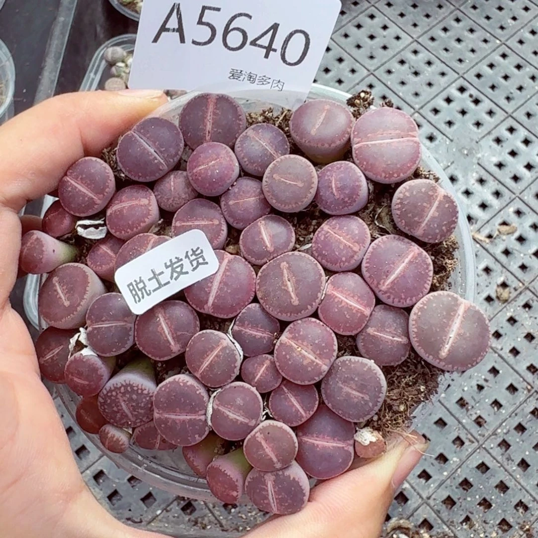 5640—生石花 生石花