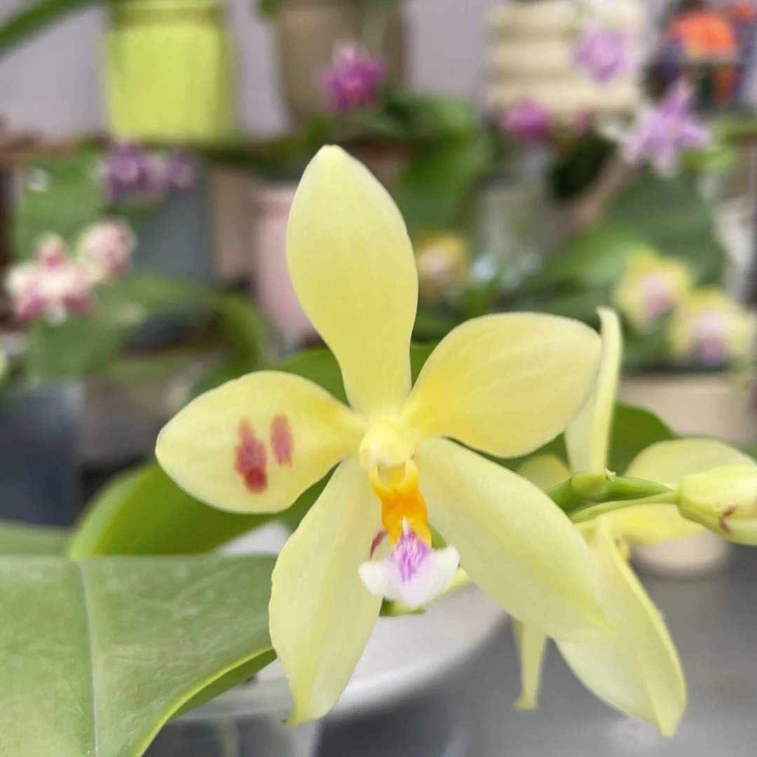 完全开放21HB，4寸杯开花株