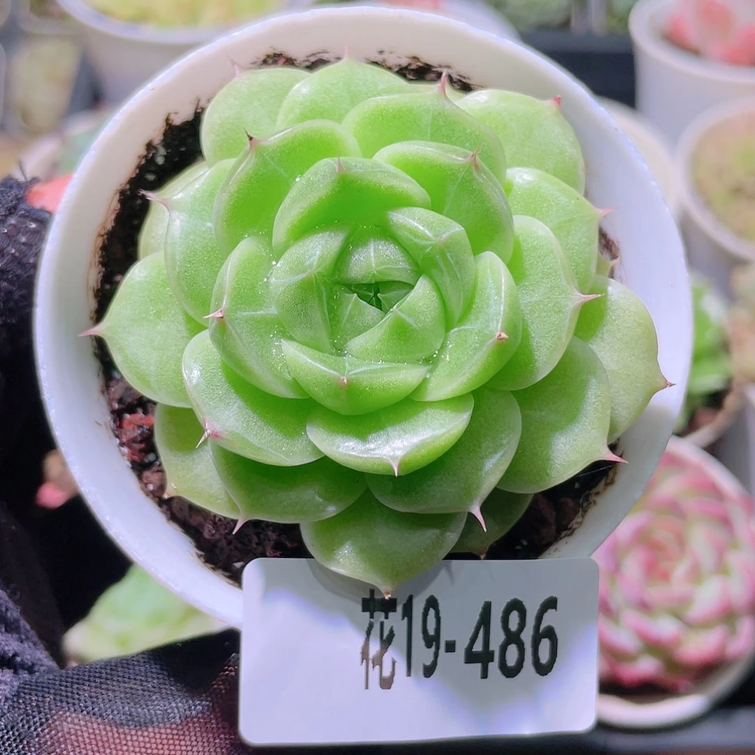 花利美19-486麦秆