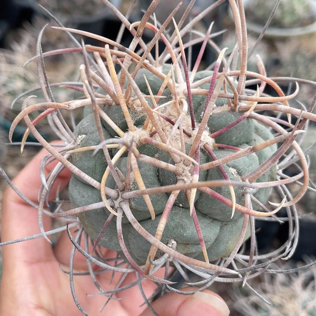 【闪购商品】高木菲冠龙冒根芽6666