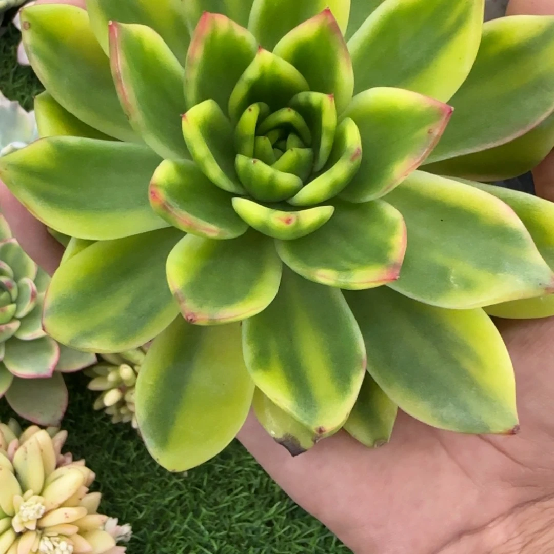 耶***喇东云锦多肉植物大单头