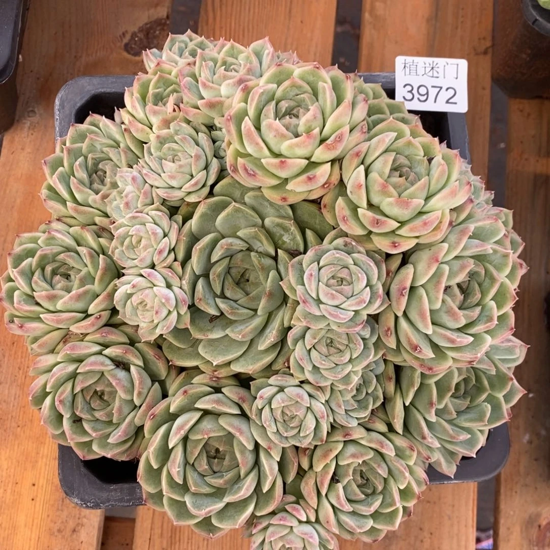 彩****杂交精品多肉3972~18厘米