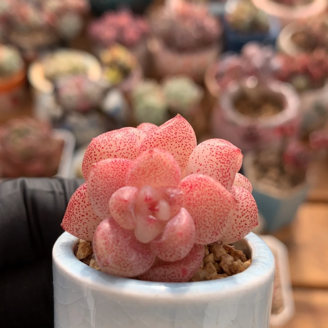 冰玉一物一拍 075