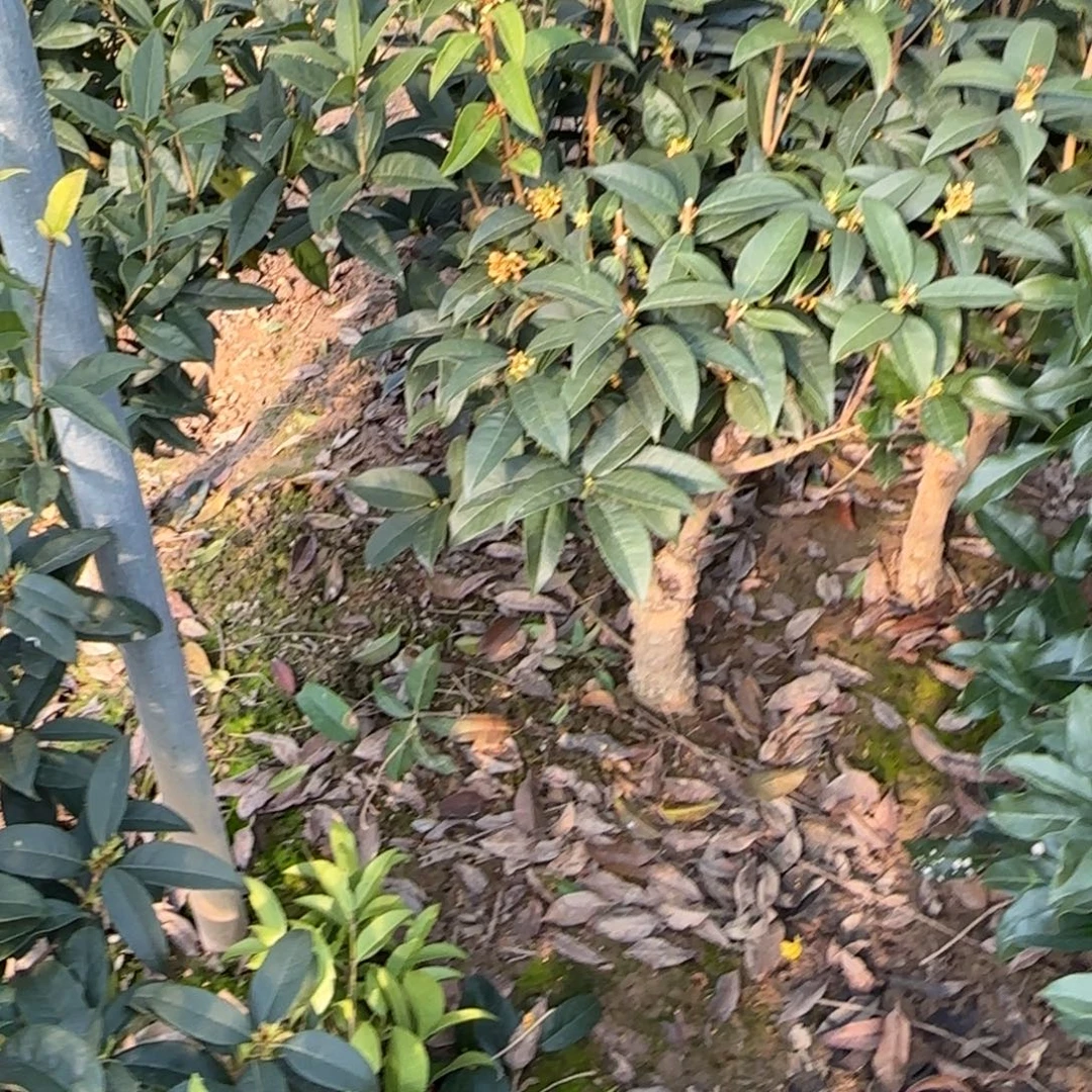 你***呢无花朵桂花。四季桂系列