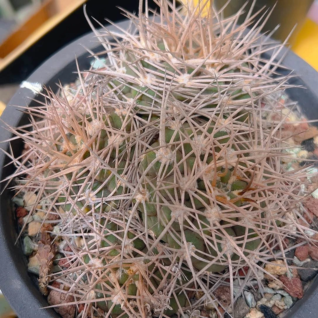 魔天龙实生裸根发货