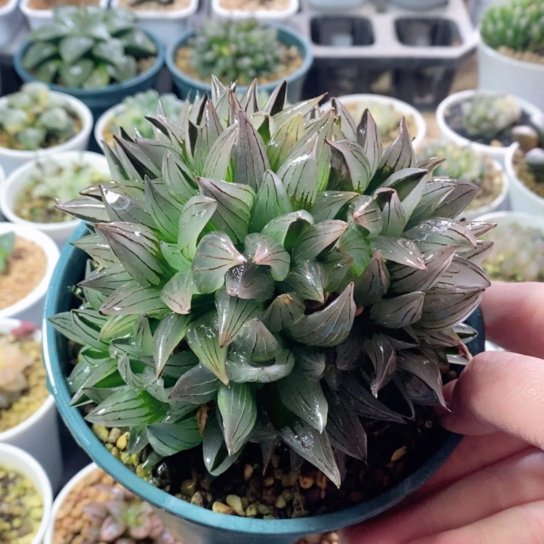 西瓜寿缀化玉露多肉