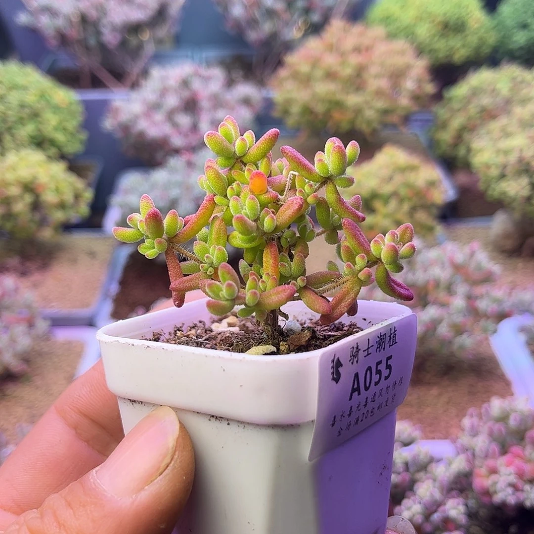 055实生红宝石枝干番杏