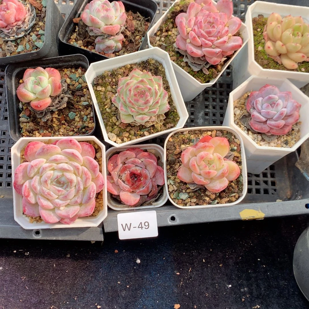 无花朵W49英语英语