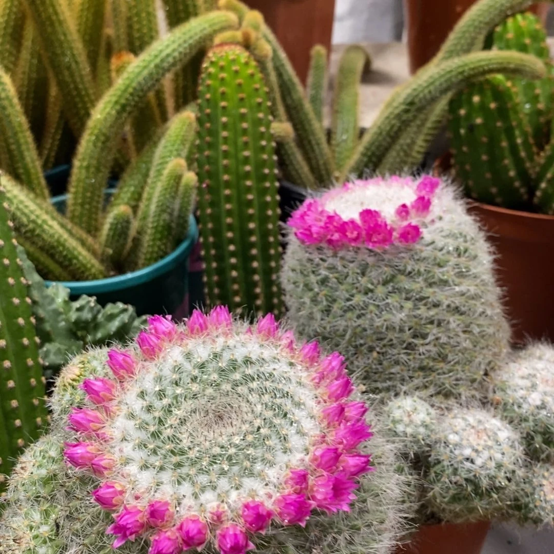 实生玉翁带花苞带崽一杯大