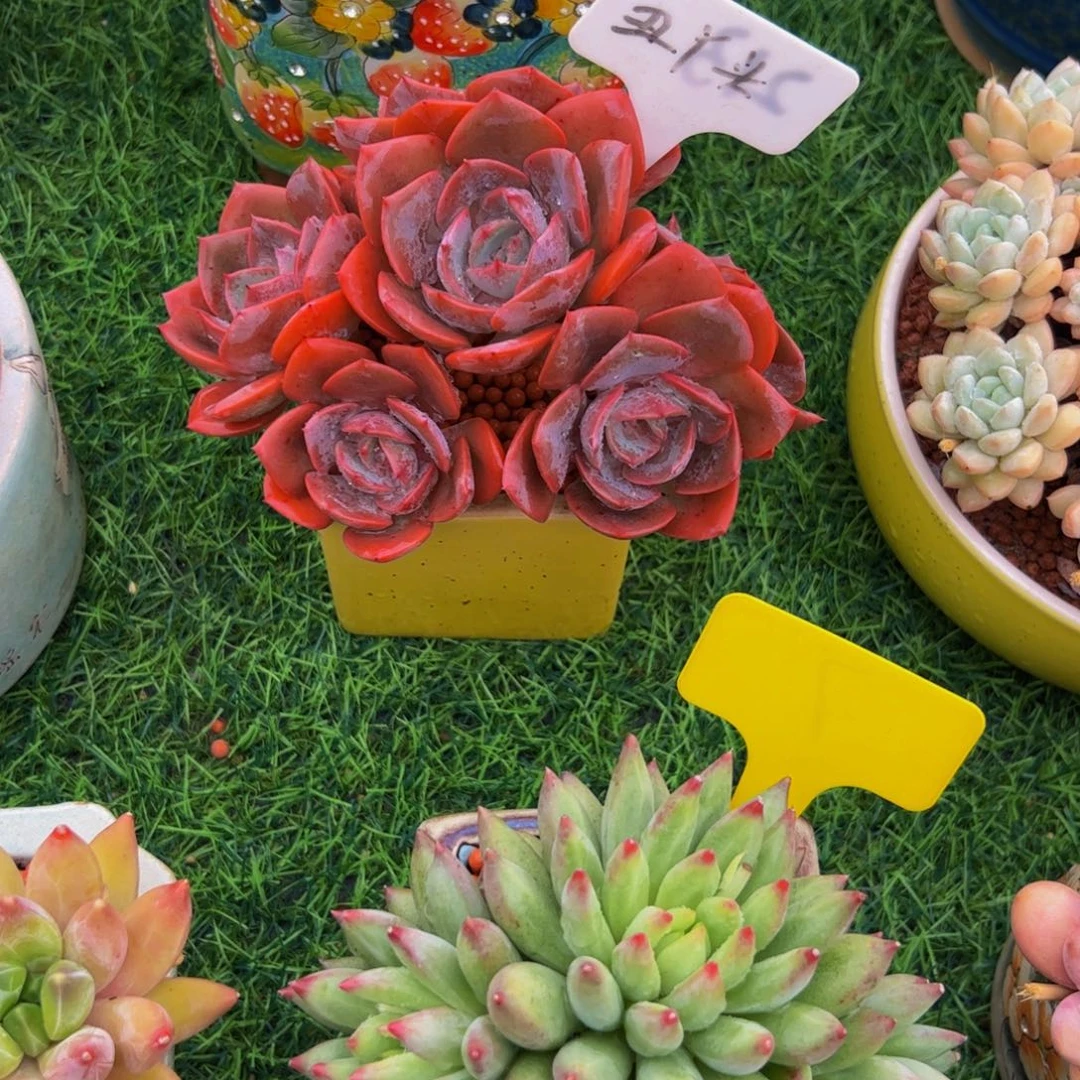 丫***丫尘埃玫瑰多肉植物