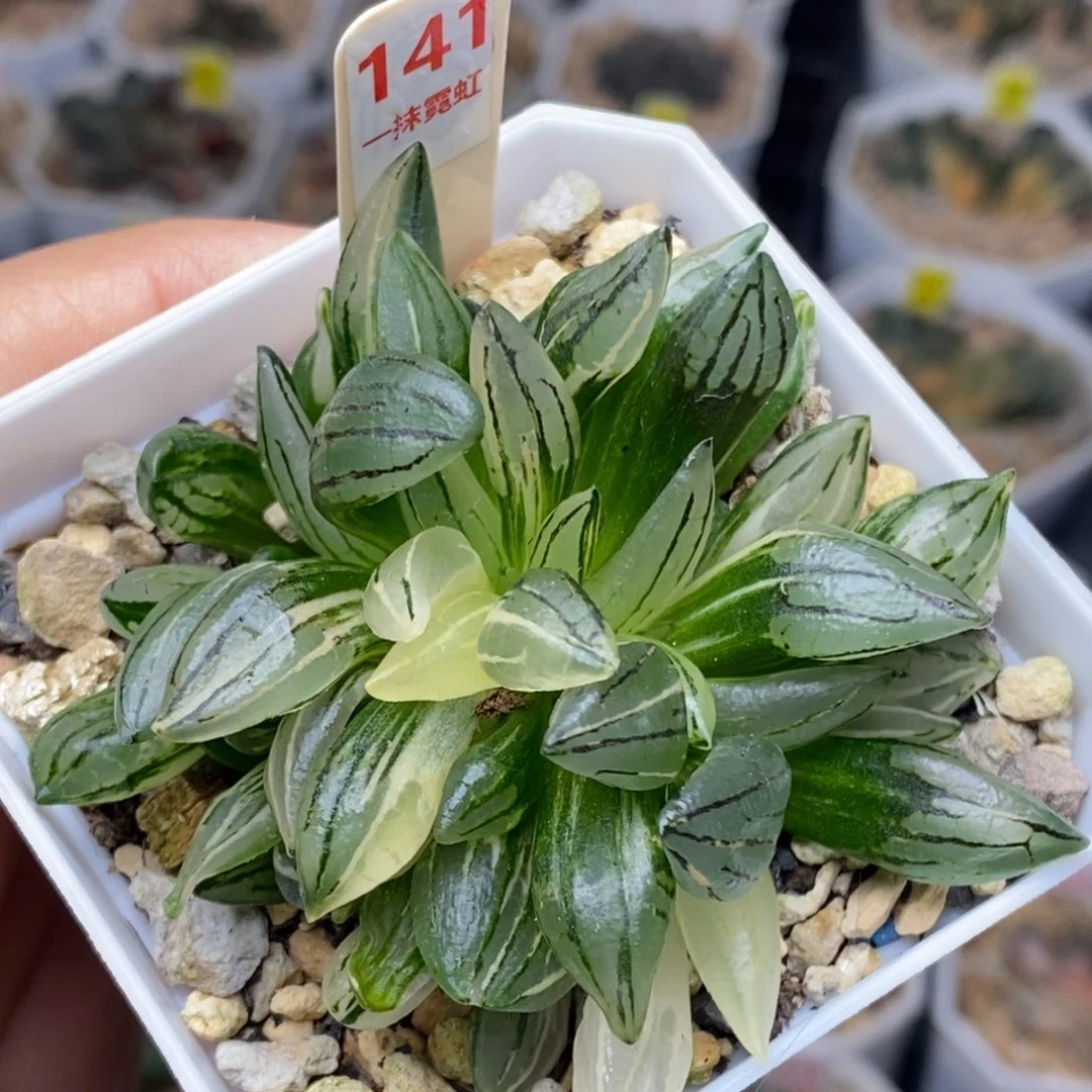 141号西瓜锦多肉的
