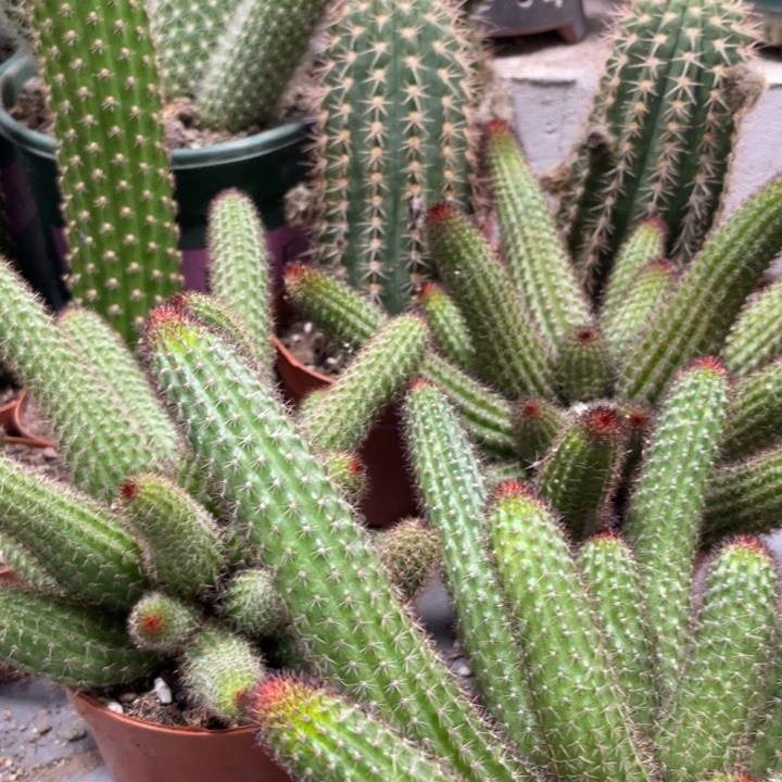 超大群垂钓金妞一杯18.8