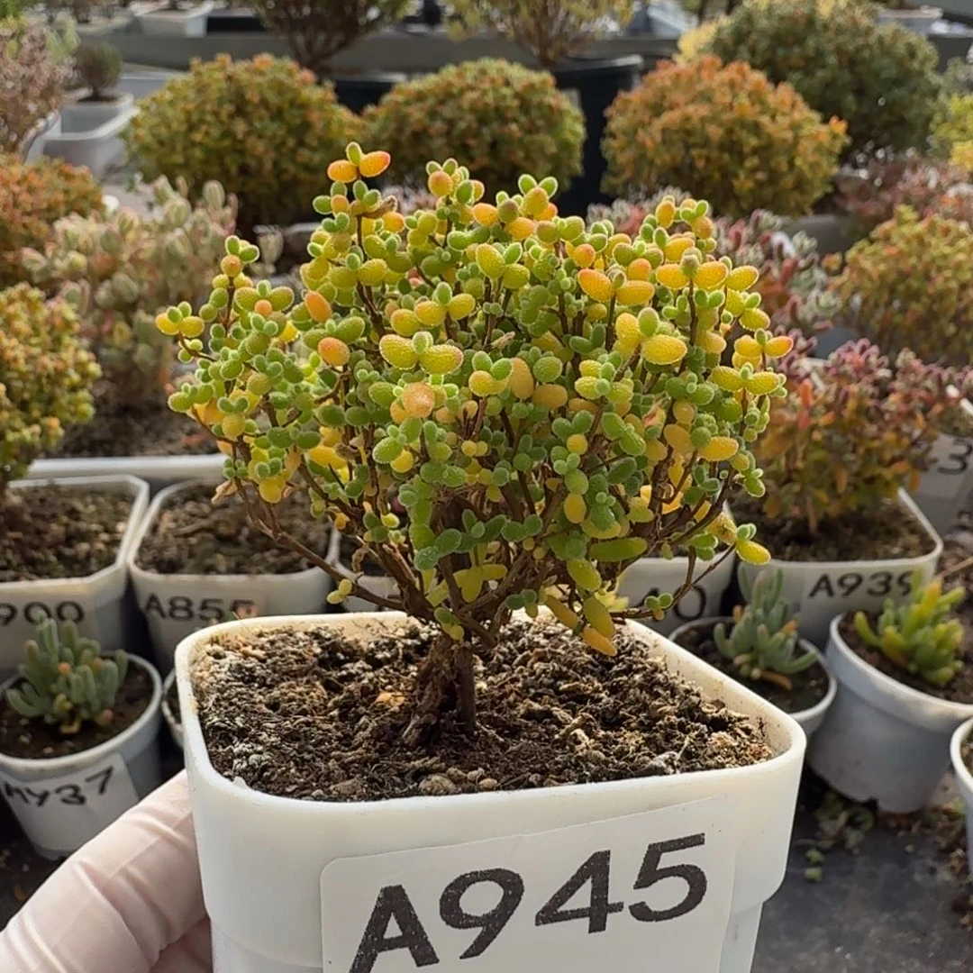 A945开播福利蜜橘糖球