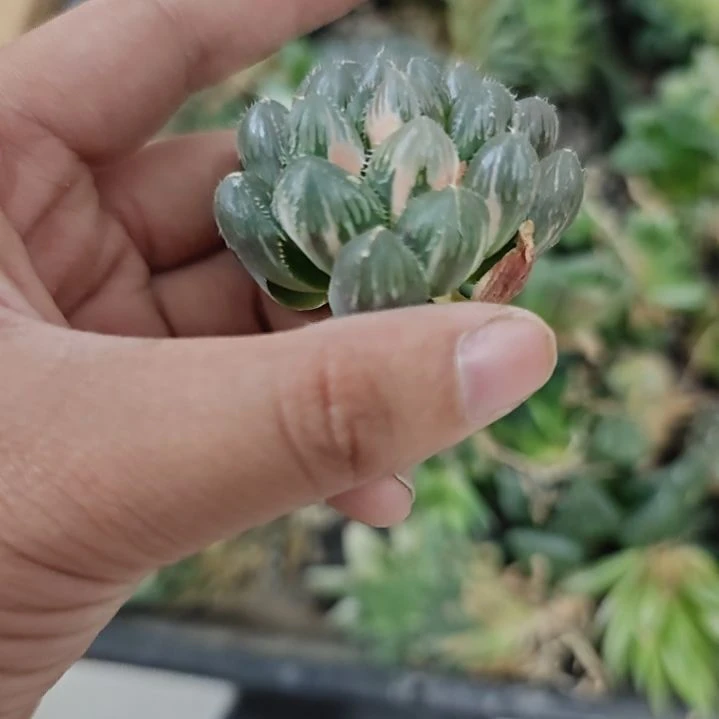 一物一拍，玉露锦！！