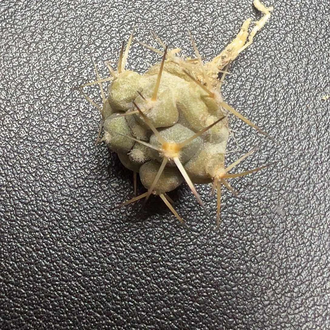 豆***爹仙人球7557实生黑王专拍