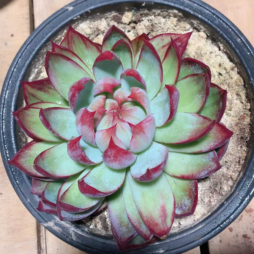 多肉植物等多肉植物