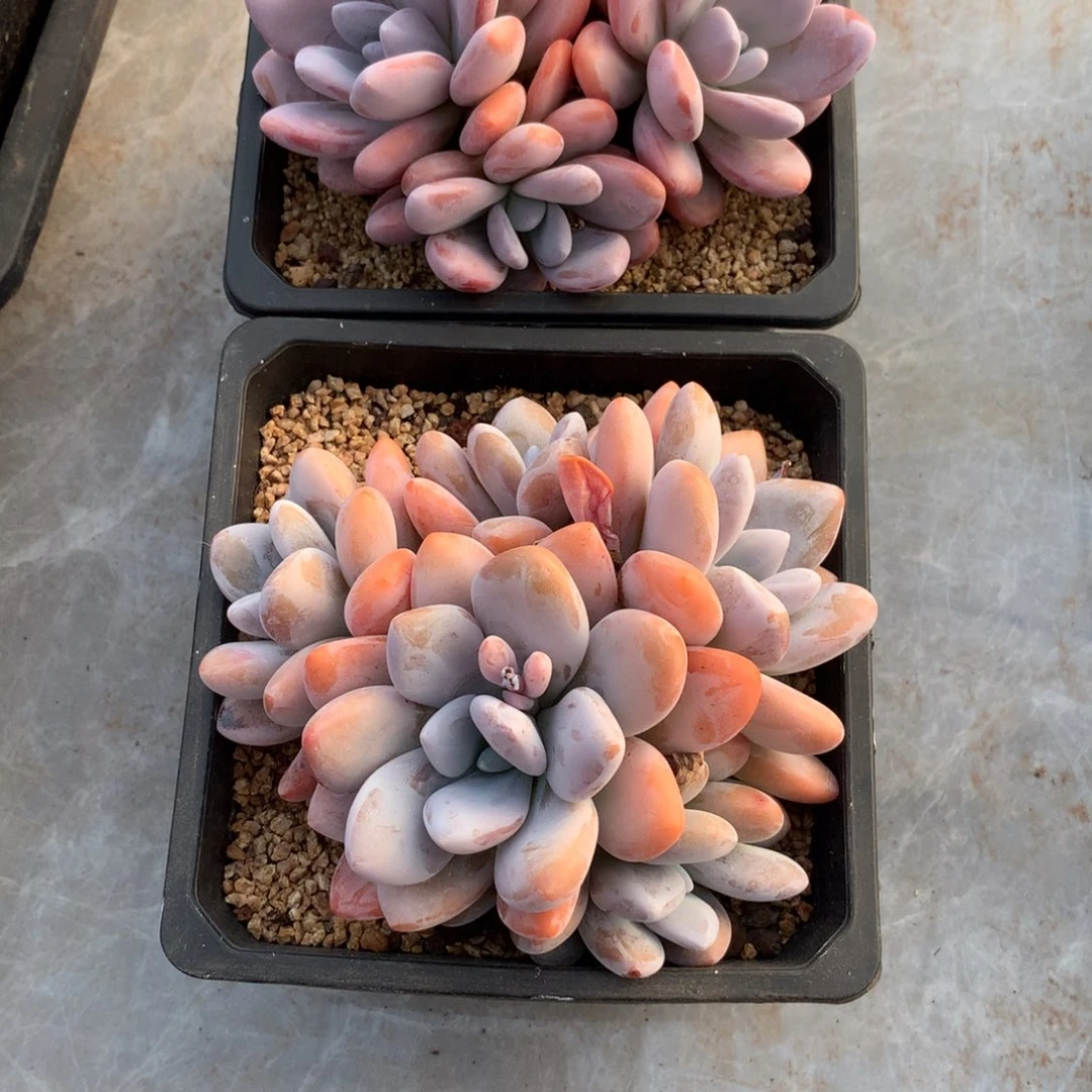 鱼***2多肉植物 一物一拍