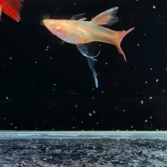 用***1孔雀鱼微瑕满纹红蕾丝白子c一对