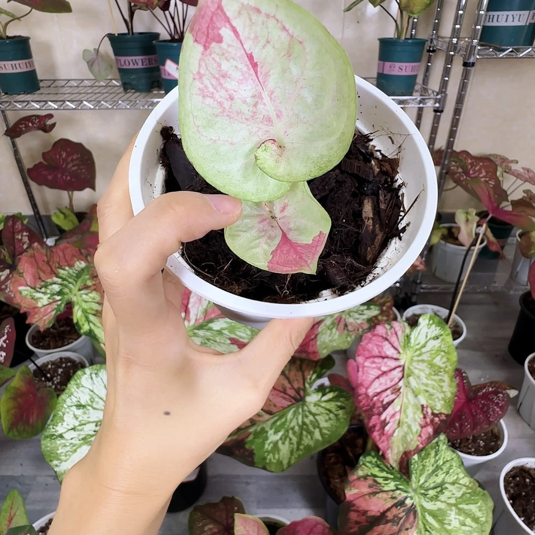 完全开放         小天堂莲花