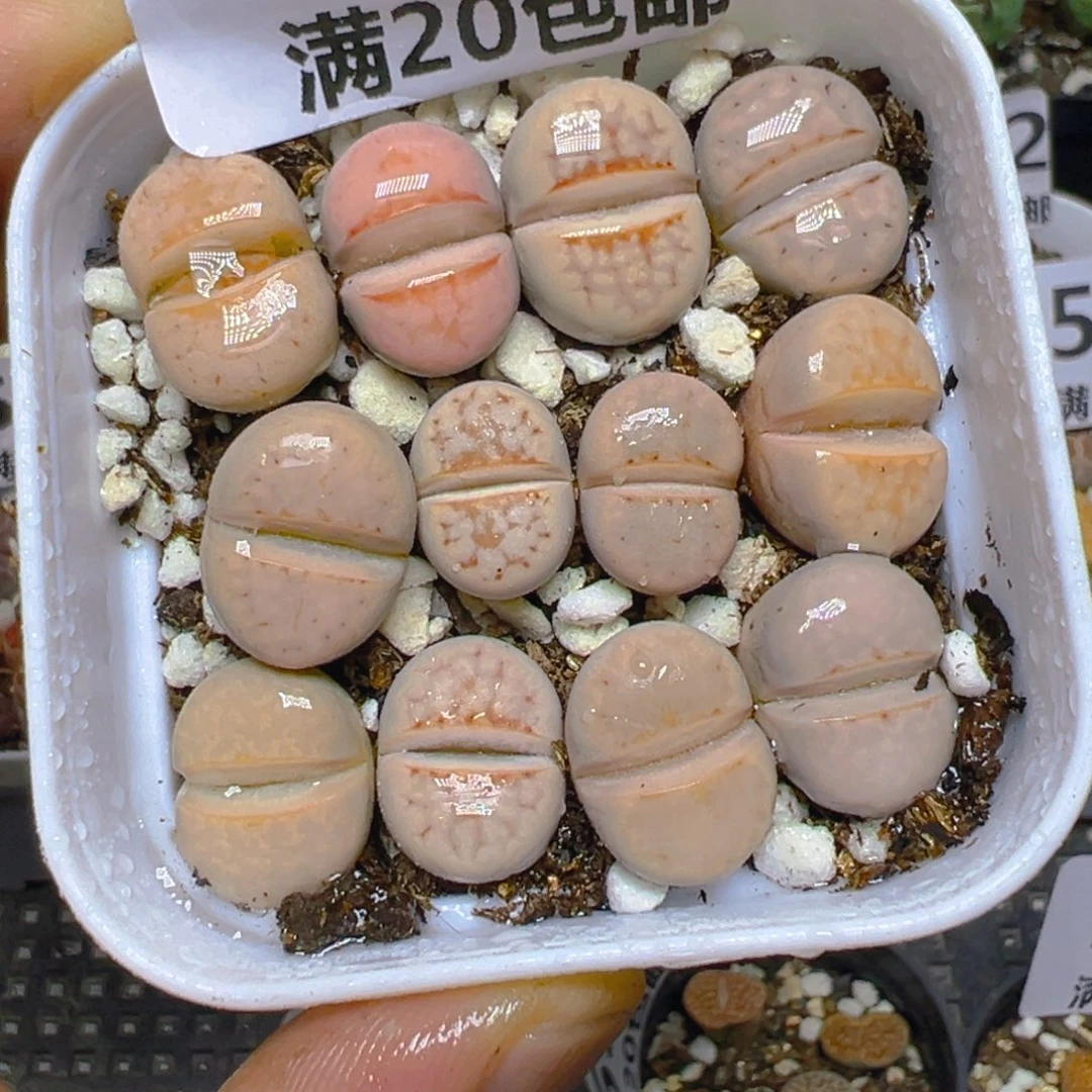 【闪购商品】 521。