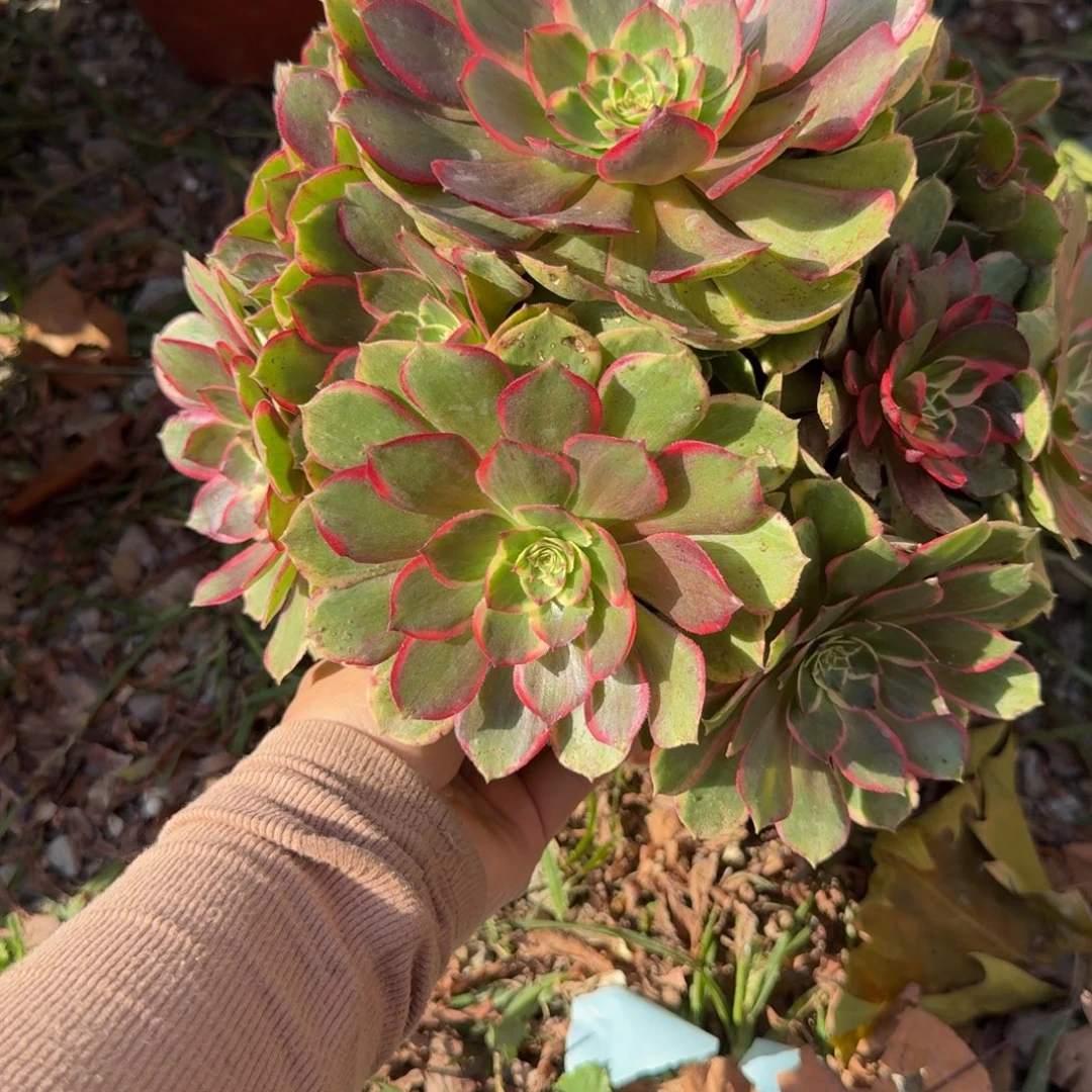295粉花妖。多肉植物