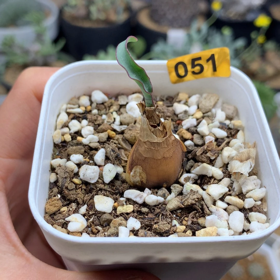 黑*波叶血莲多肉带盆051号