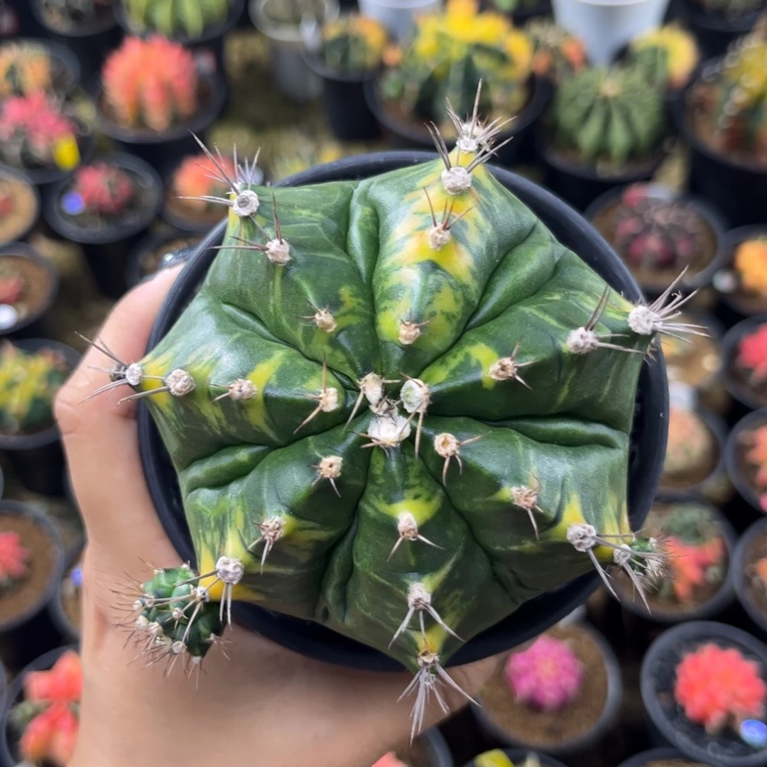 猫眼乌贼大母本，特价