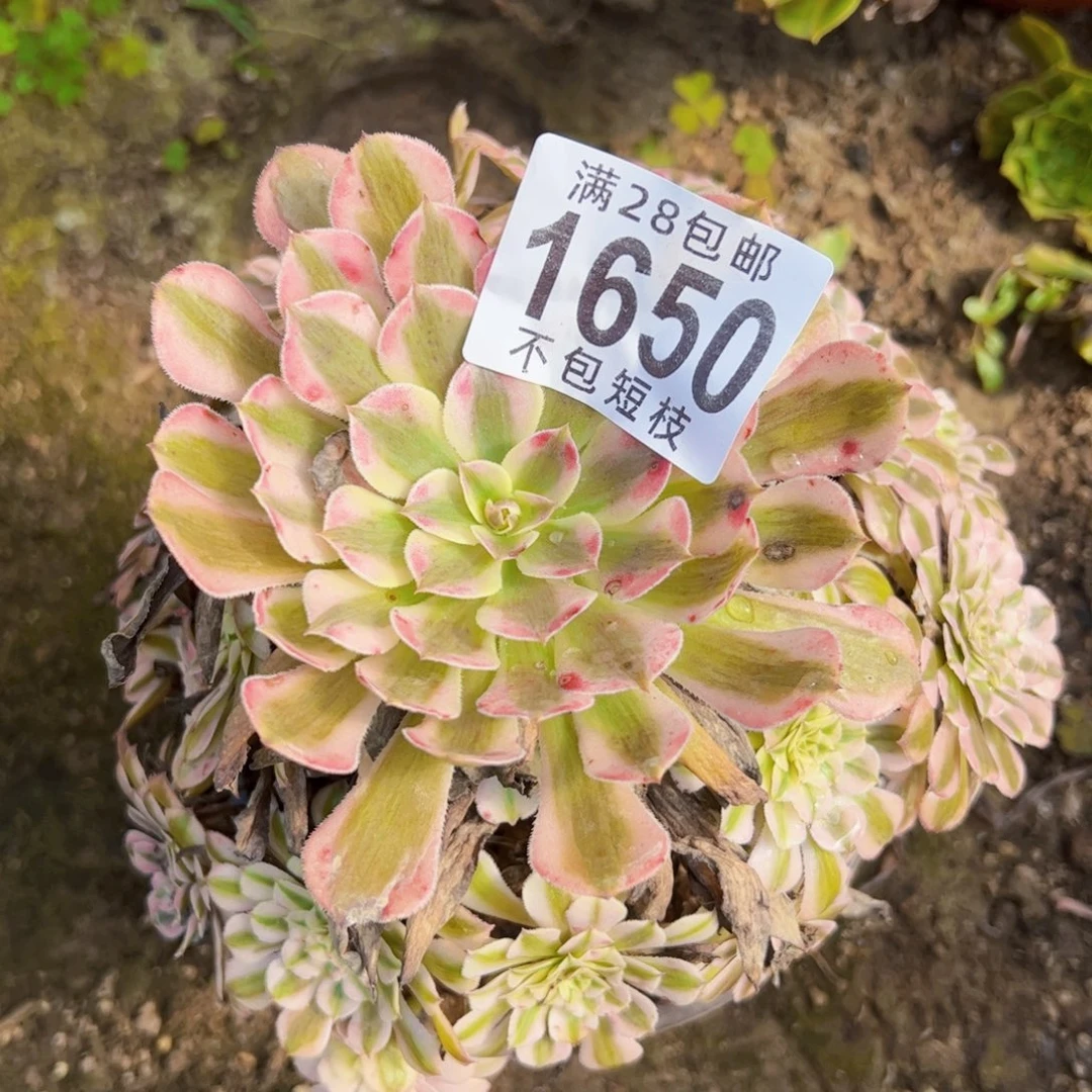 165 0多肉植物法师法师粉铜