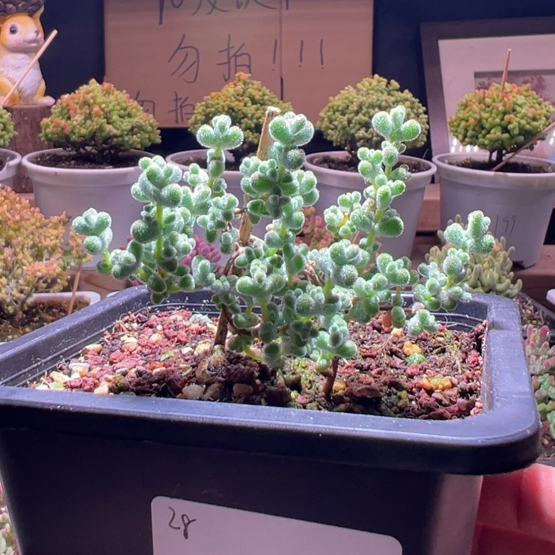 119超级莱斯一物一拍包开箱