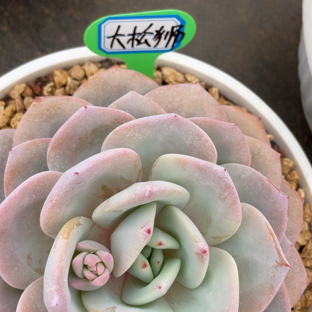 大*狮姐姐我要买一个大