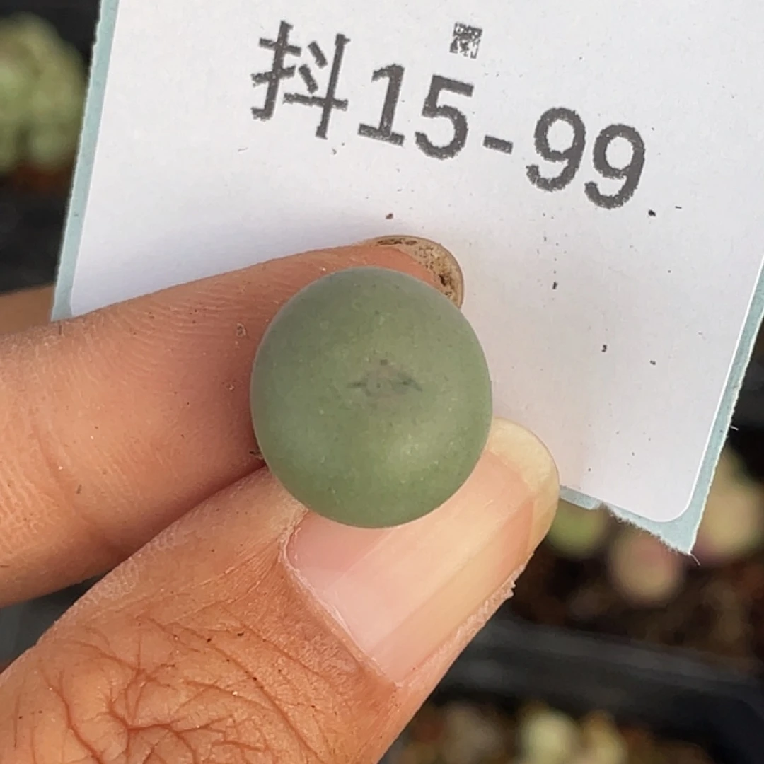 15-99大g多肉植物