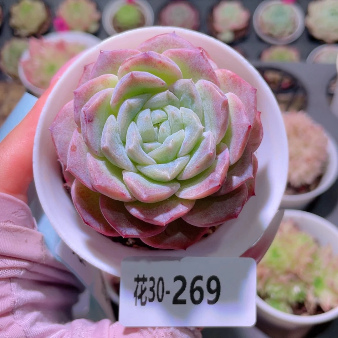 花利美30-269纯爱