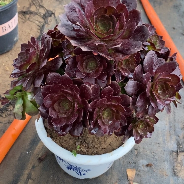 赤焰莲断枝28多肉植物法师法师