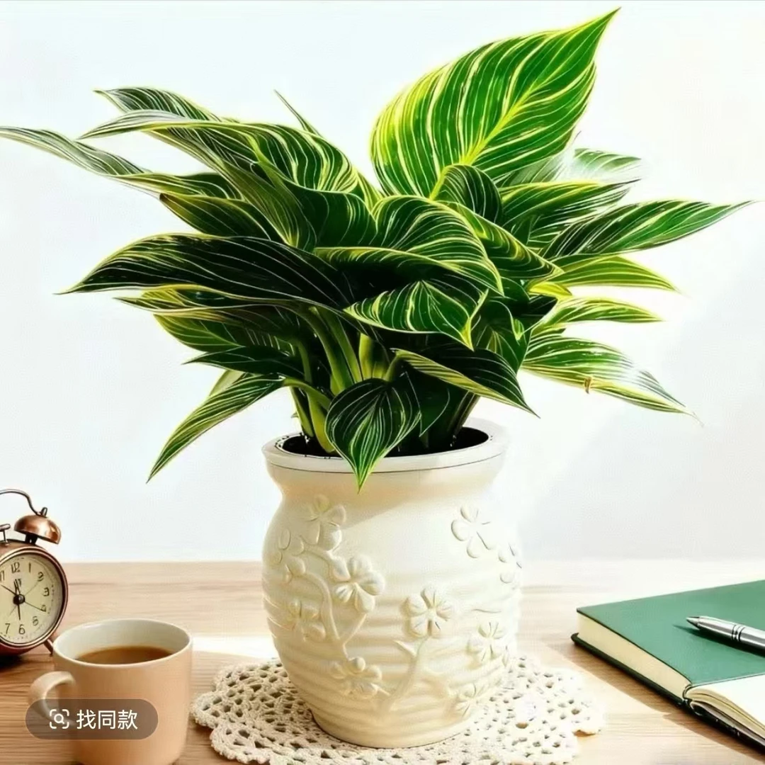 【含盆】LY铂金钻室内钻盆栽四季常青好养活可净化空气吸除甲醛