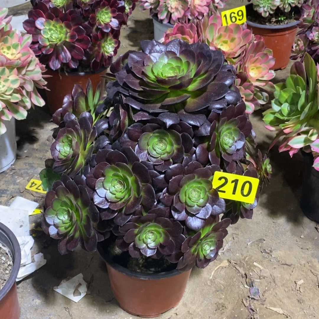 万黑多肉法师210