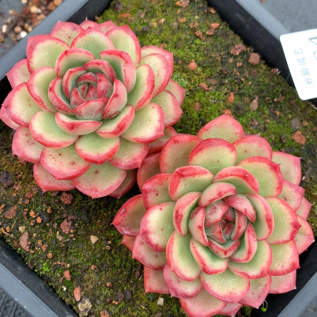 5264杂交多肉老桩