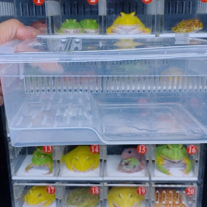 空***白角蛙恭喜发财大吉大利