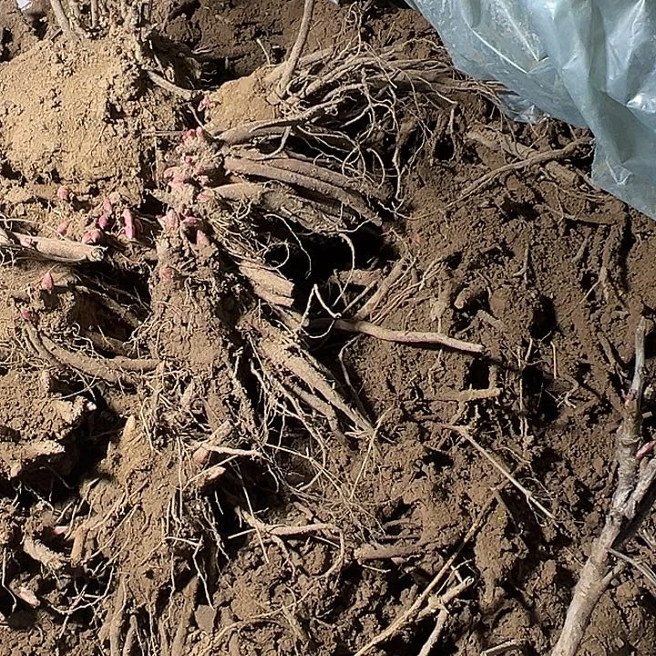 香***薷完全开放御前表演111