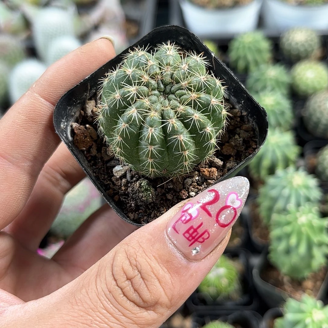 青王单头发货有根