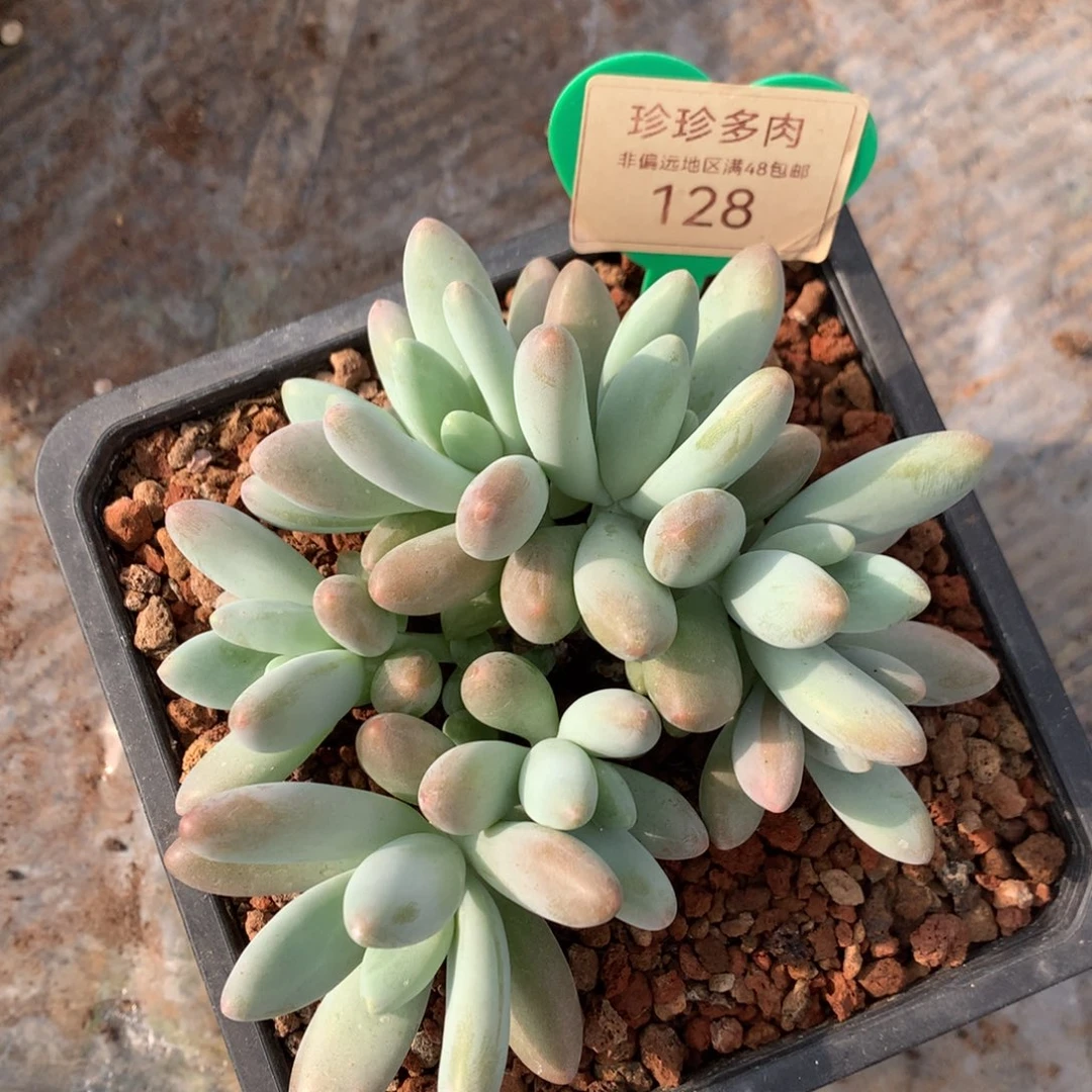 小***睡白兰地无砍平头128寄养
