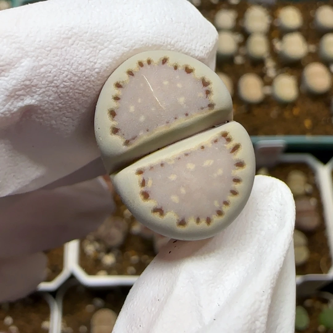 11.12.1621.013饼干.9030香芋小牛奶