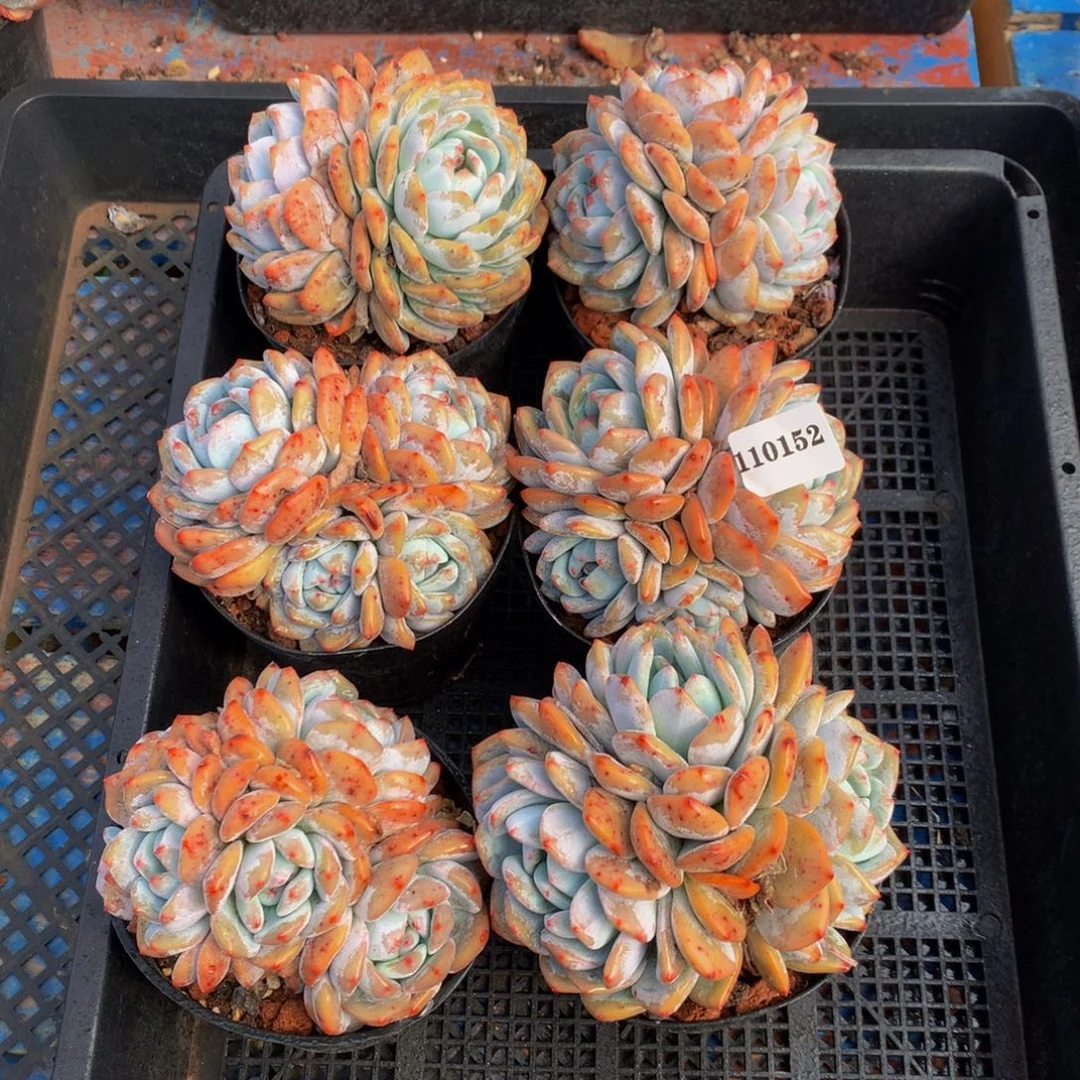 110152六个嗯嗯嗯嗯嗯嗯嗯好喜欢