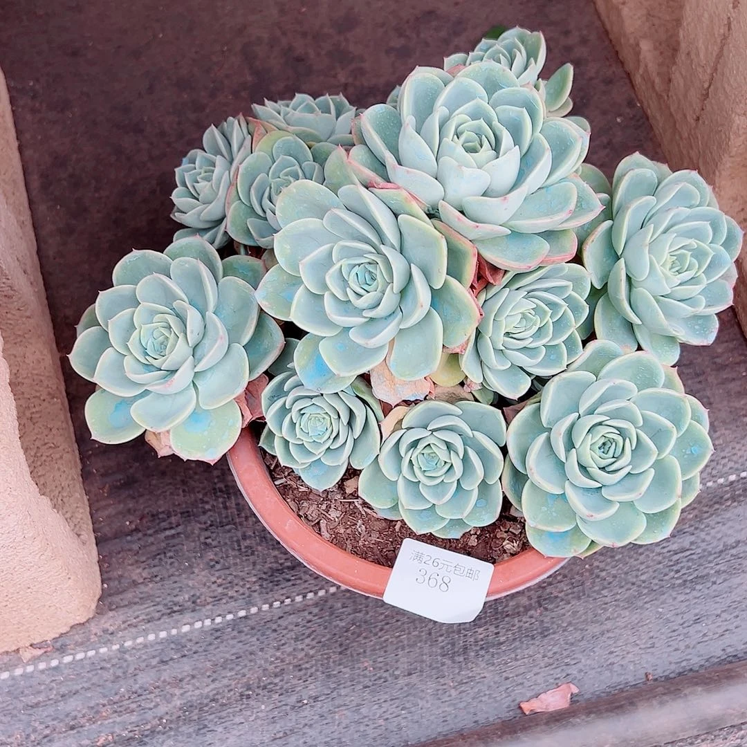 咖***糖368哈密瓜多肉植物多肉