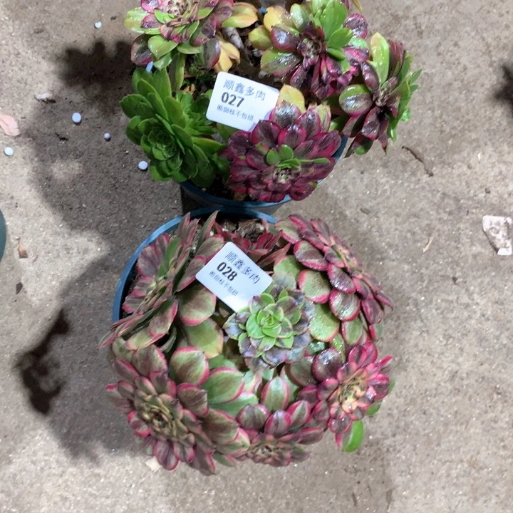 源*027.028粉黛多肉植物