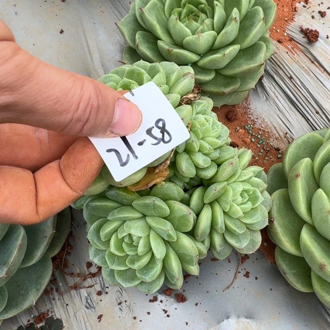 多肉杂交一物一拍21-58