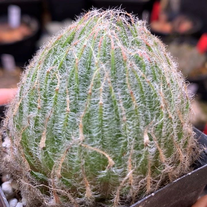 实生原始种玉露带盆土