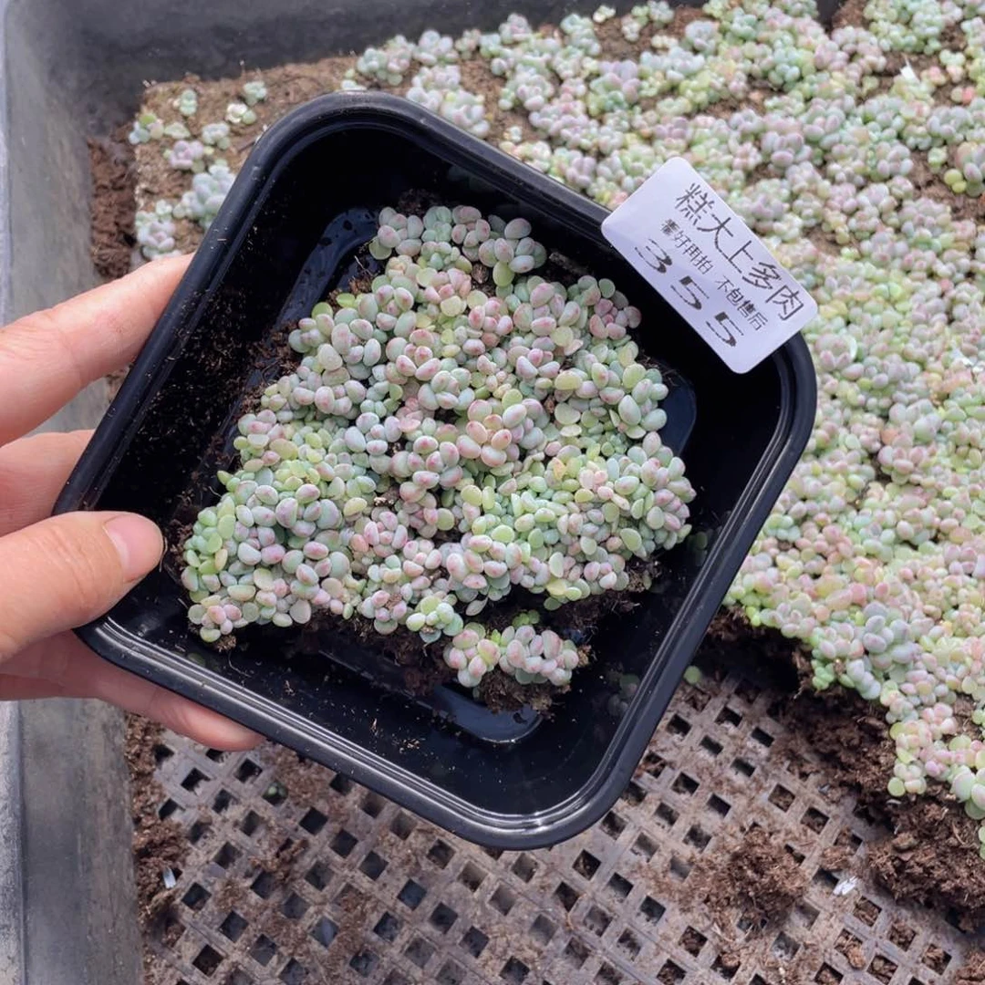 糕大上多肉植物355